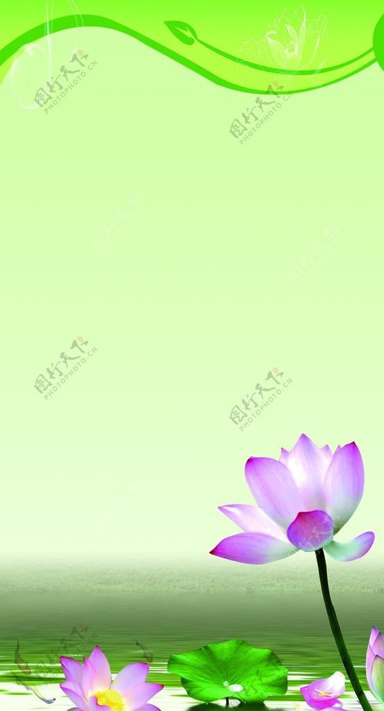 莲花背景图片