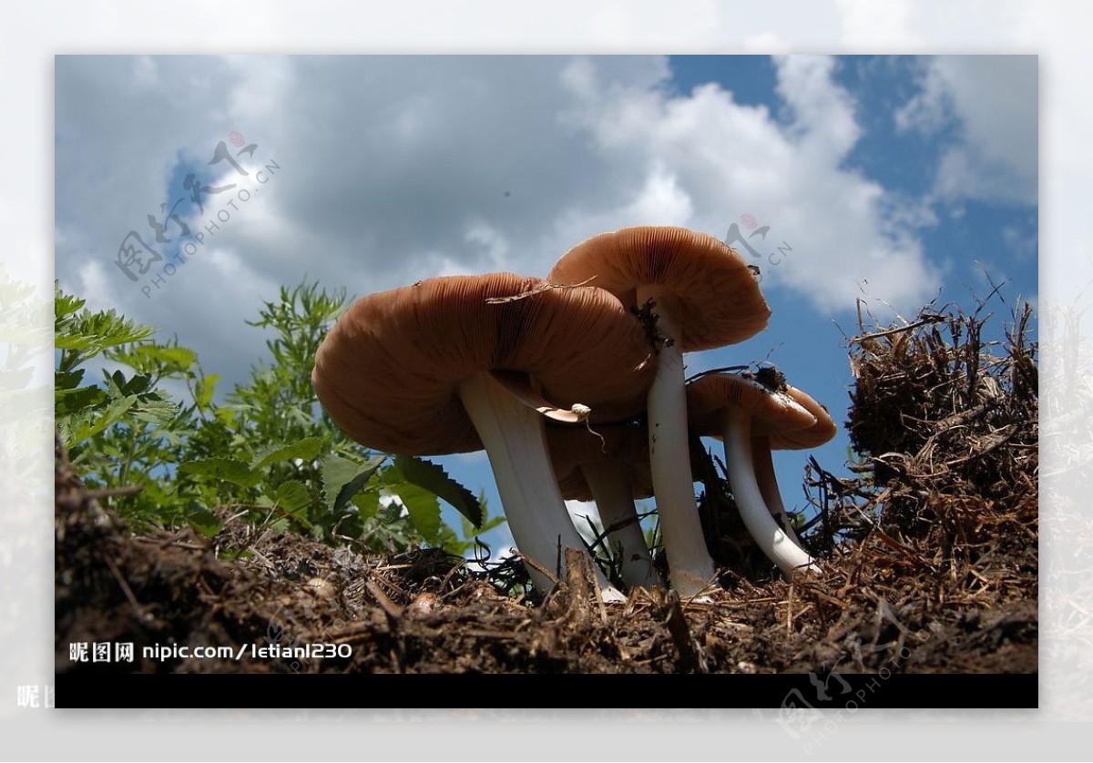 向天生长的蘑菇图片