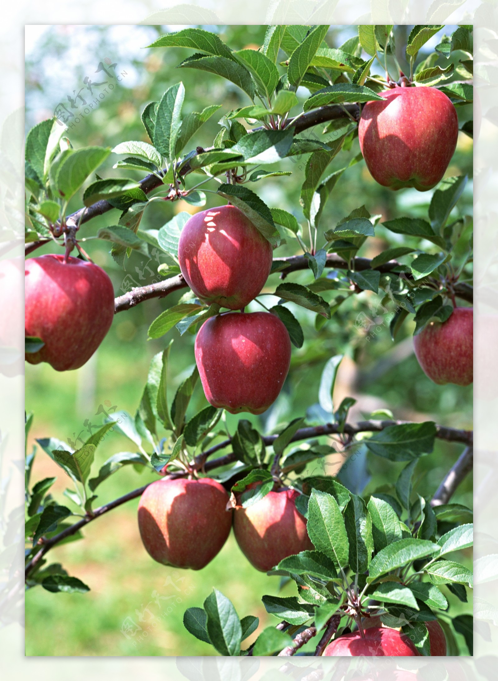 苹果苹果树图片