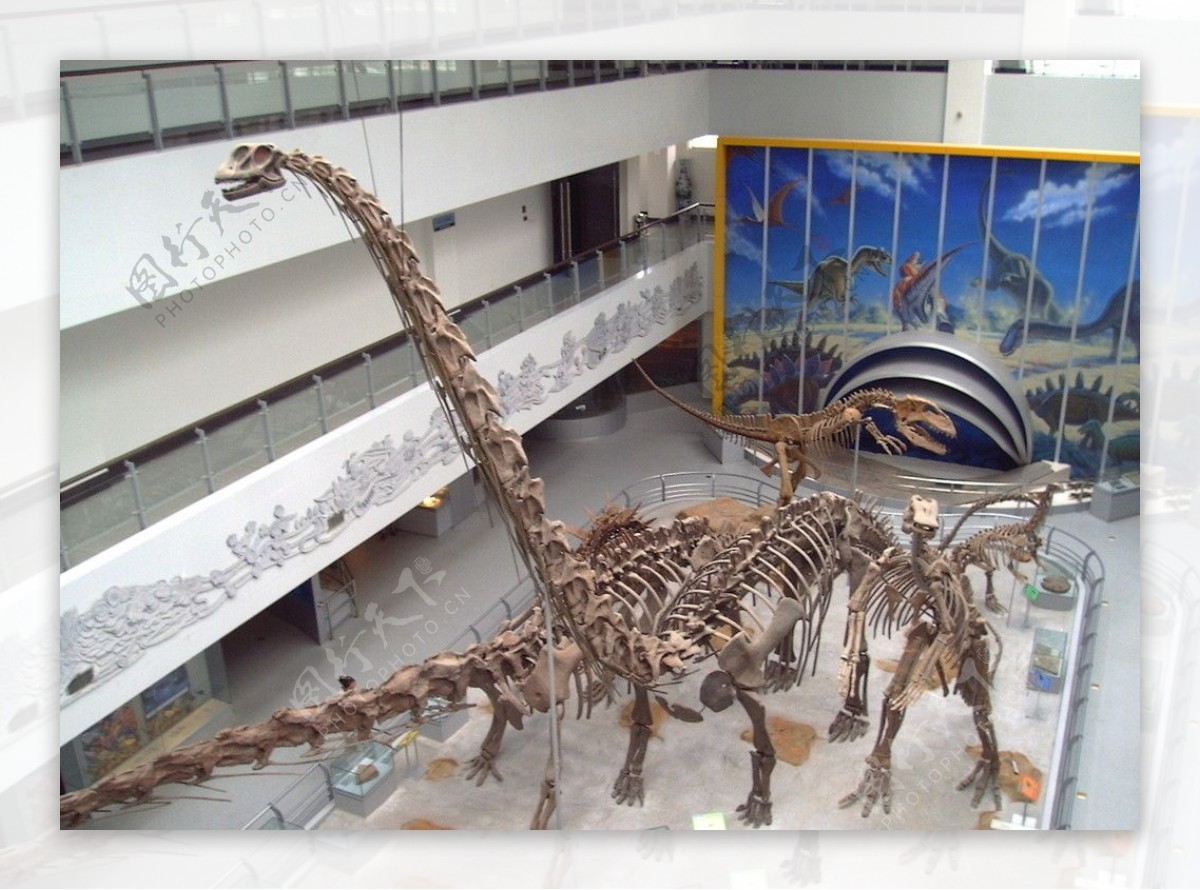 恐龙化石图片素材-编号13421848-图行天下