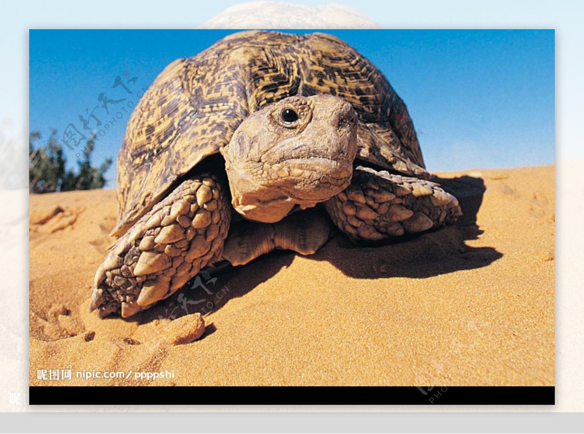 豹纹陆龟图片