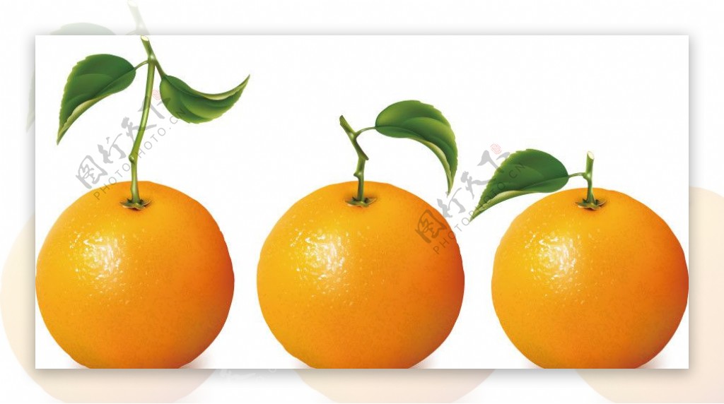橙子桔子水果图片