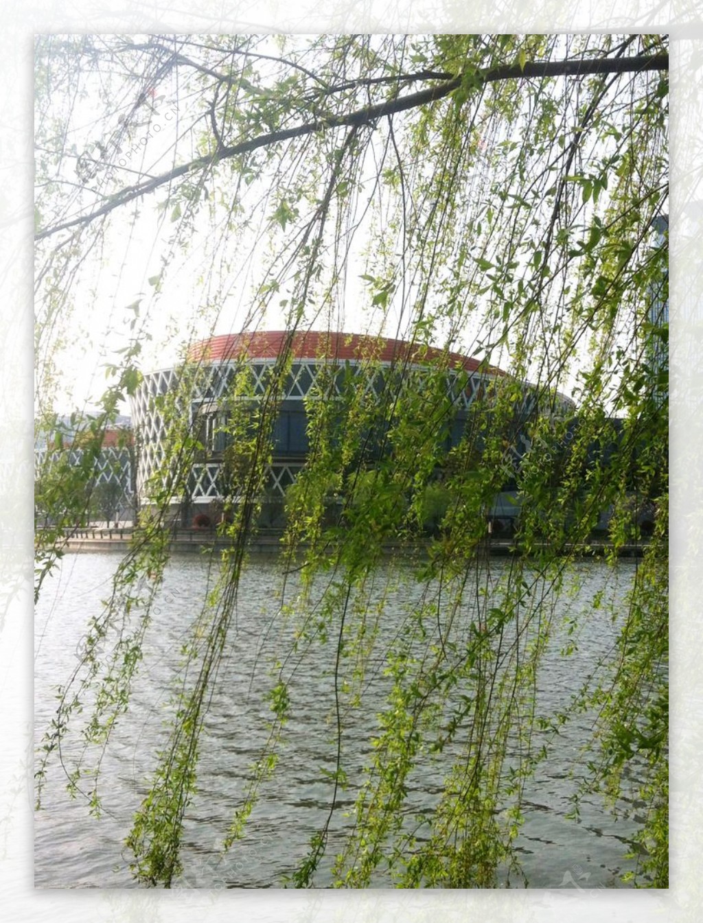 柳树与建筑图片