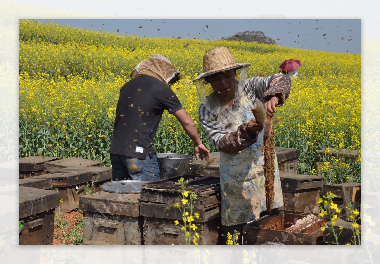 罗平采油菜蜜的养蜂人图片