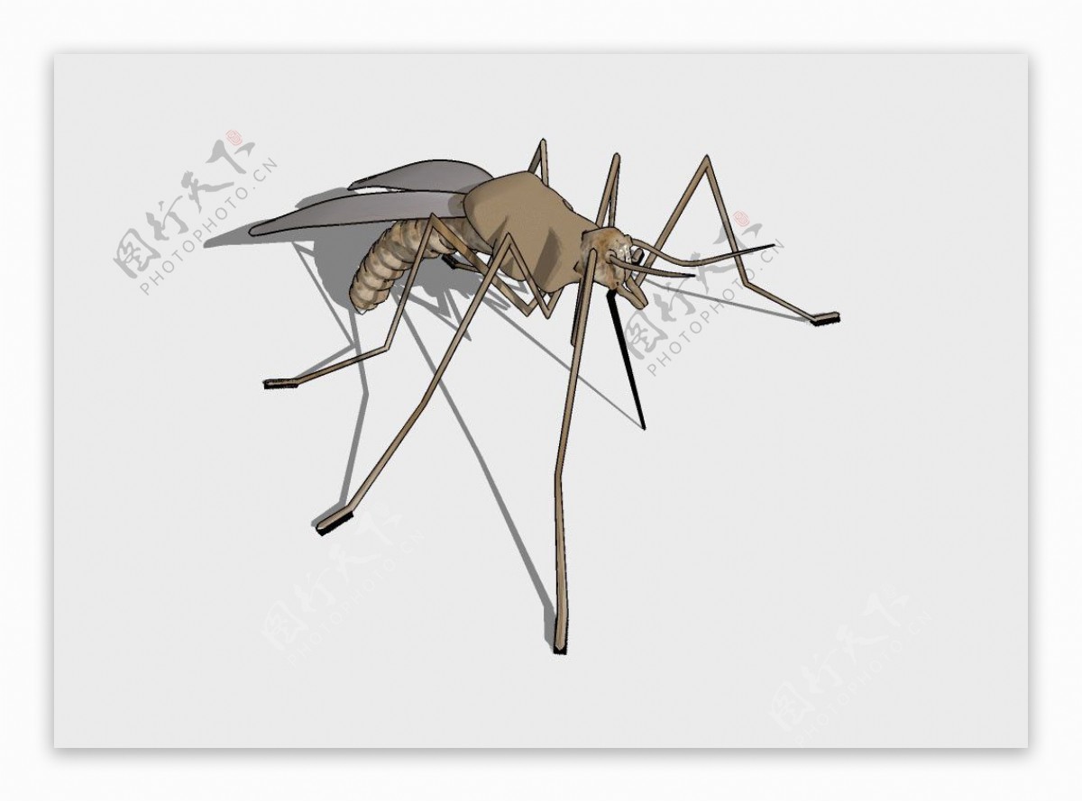 吸血蚊子摄影图高清摄影大图-千库网