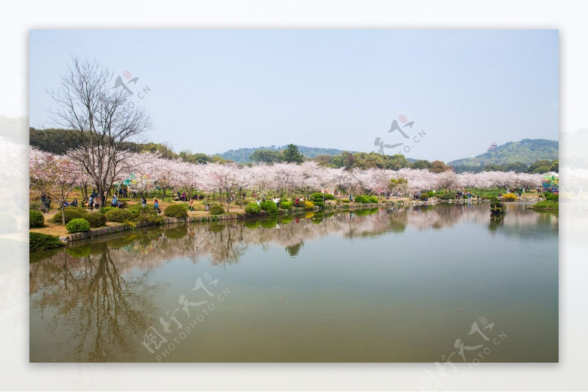 东湖风景区樱花节图片