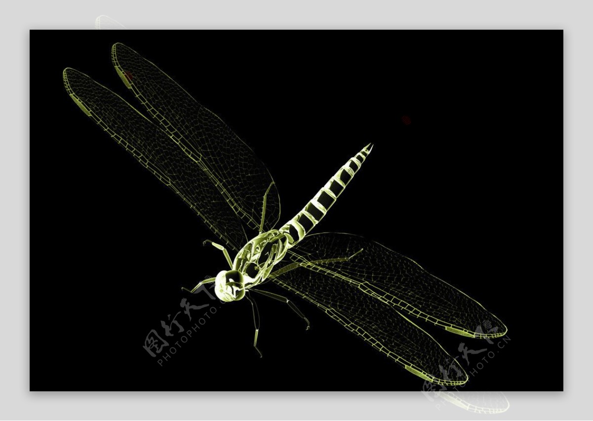 装饰画透明蜻蜓图片