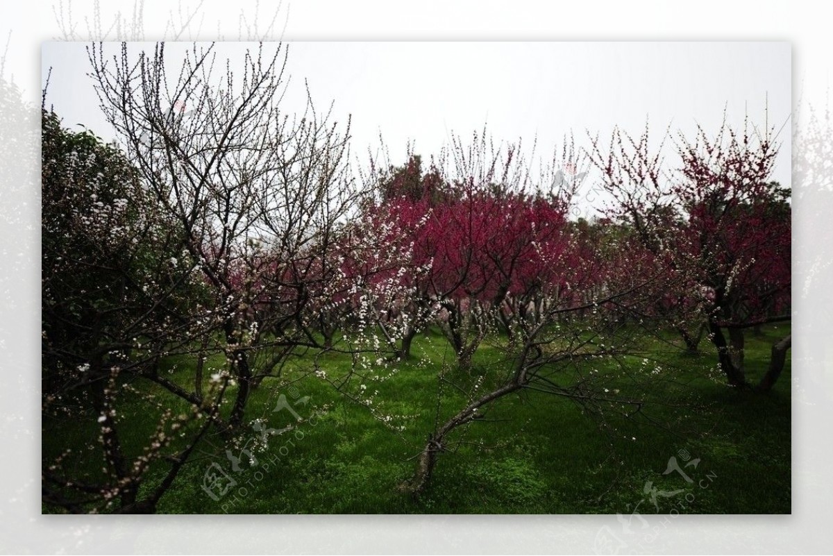 北海道札幌山岗公园梅花盛开季节图片