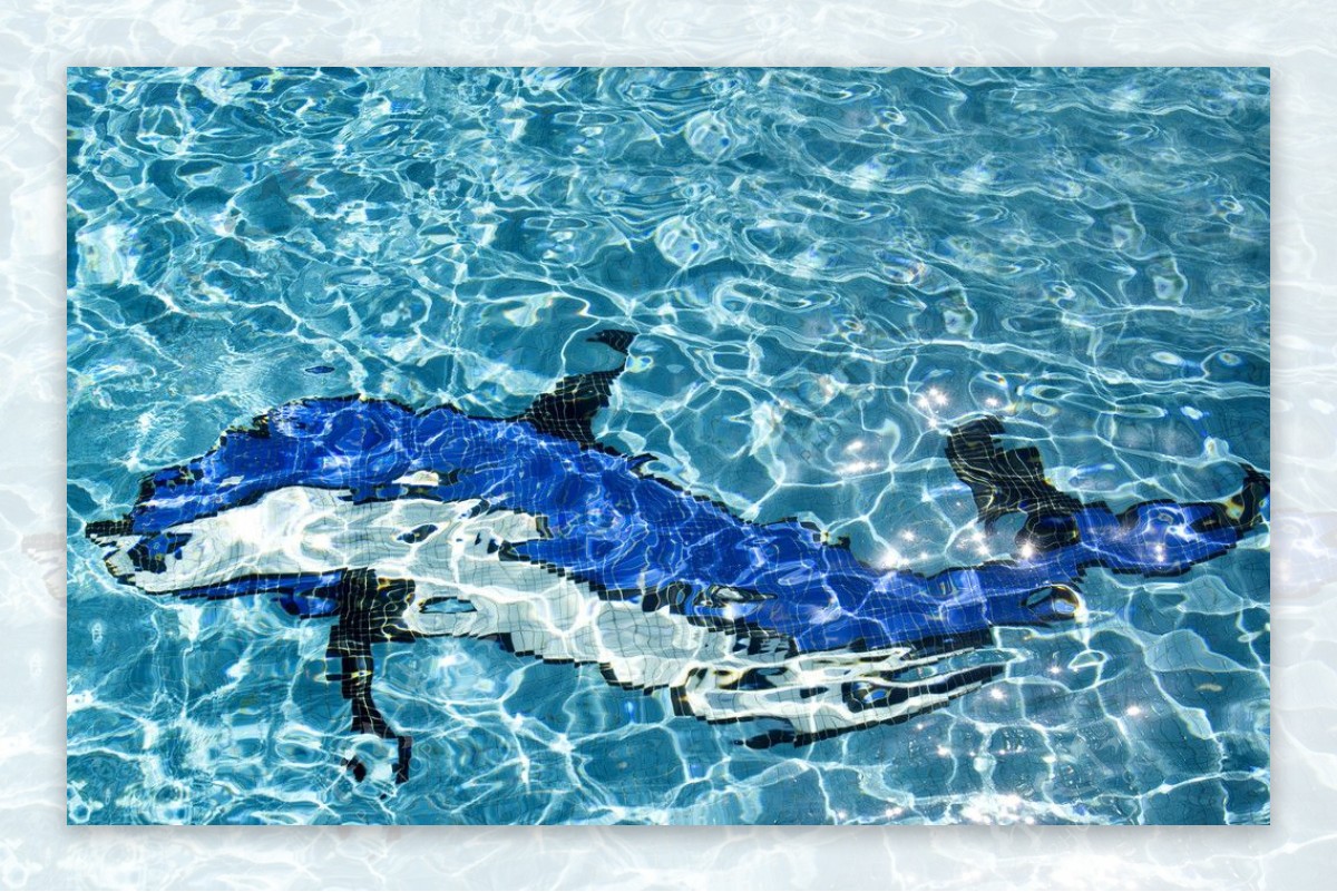 海豚图案游泳池底图片