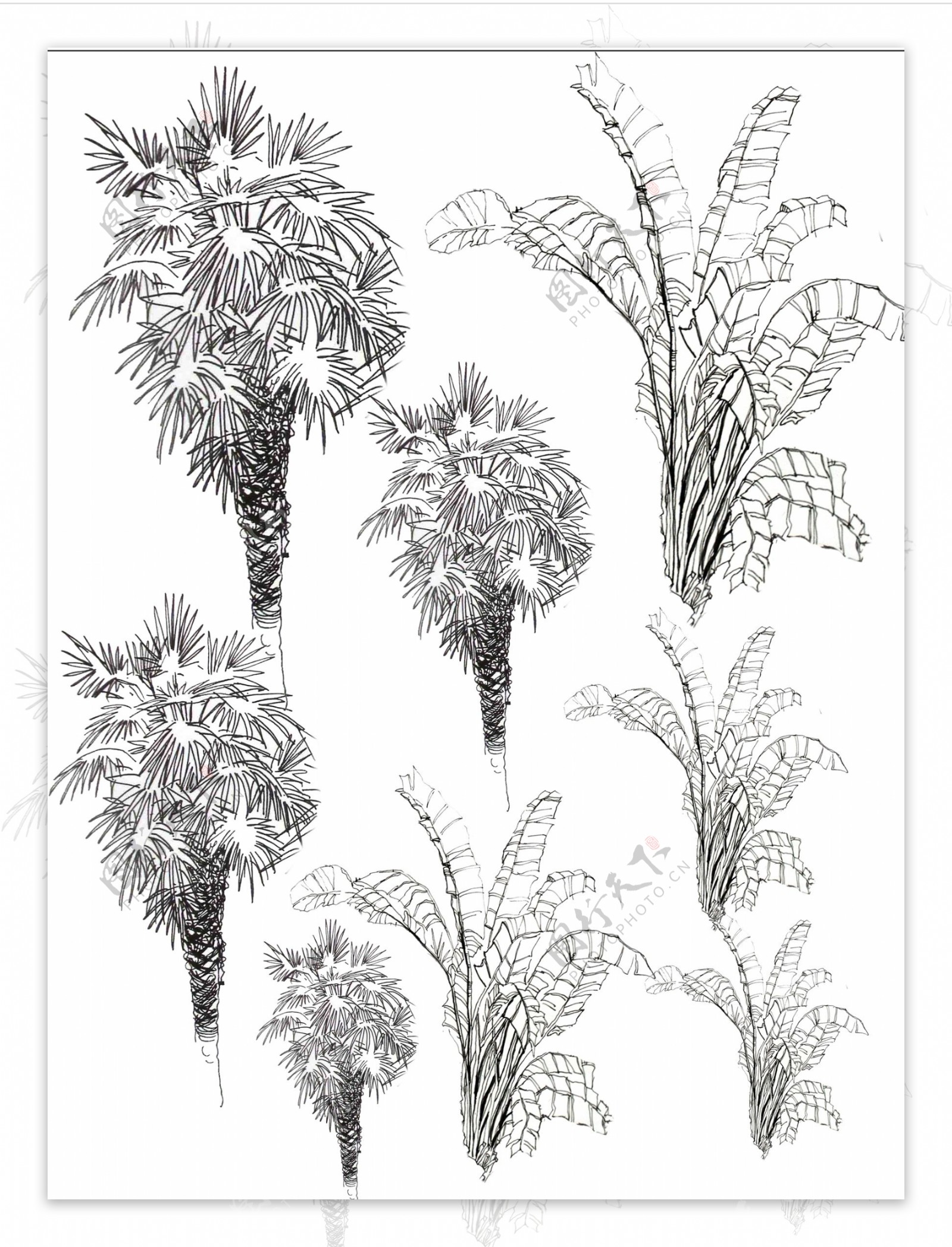 植物手绘图片