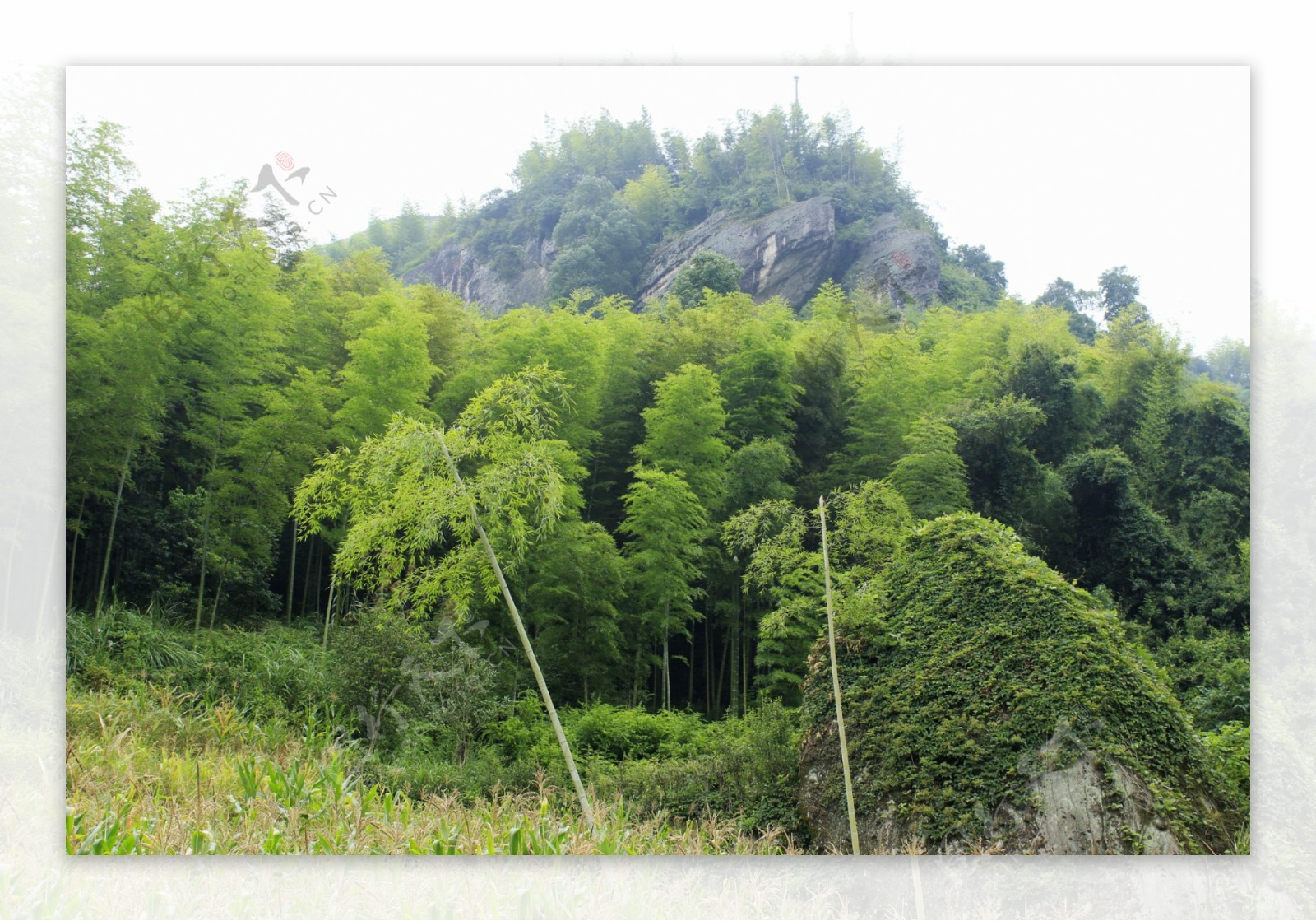 山石竹林图片