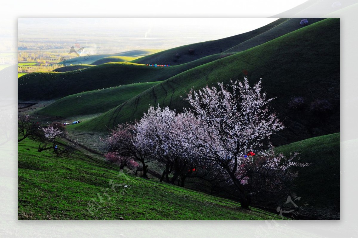 杏花沟图片