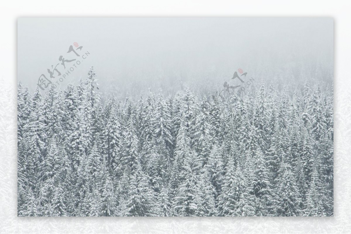 雪景图片素材雪松图片素材8k图图片素材-编号33370041-图行天下