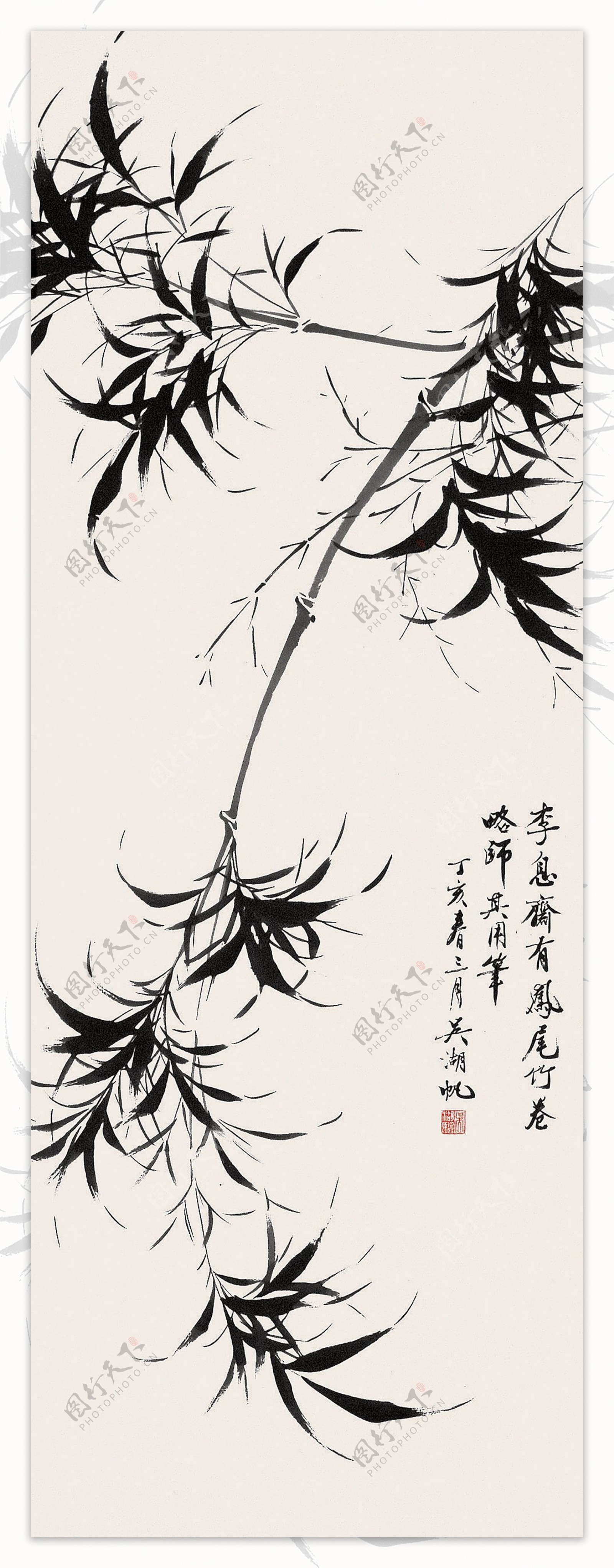 凤尾竹-黄石植物-图片