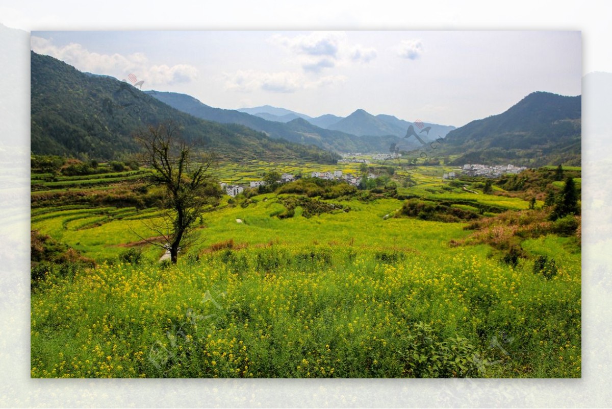 江岭梯田油菜花图片