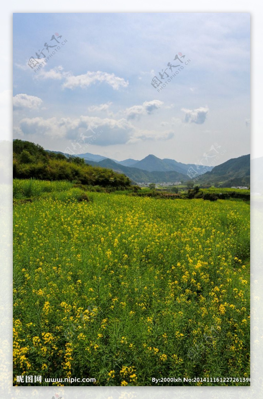 江岭梯田油菜花图片