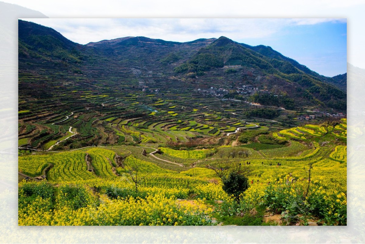 覆卮山梯田油菜花图片