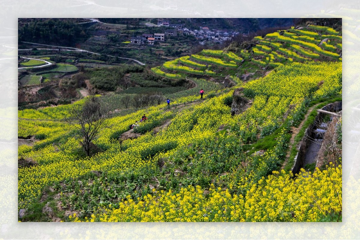 覆卮山梯田油菜花图片