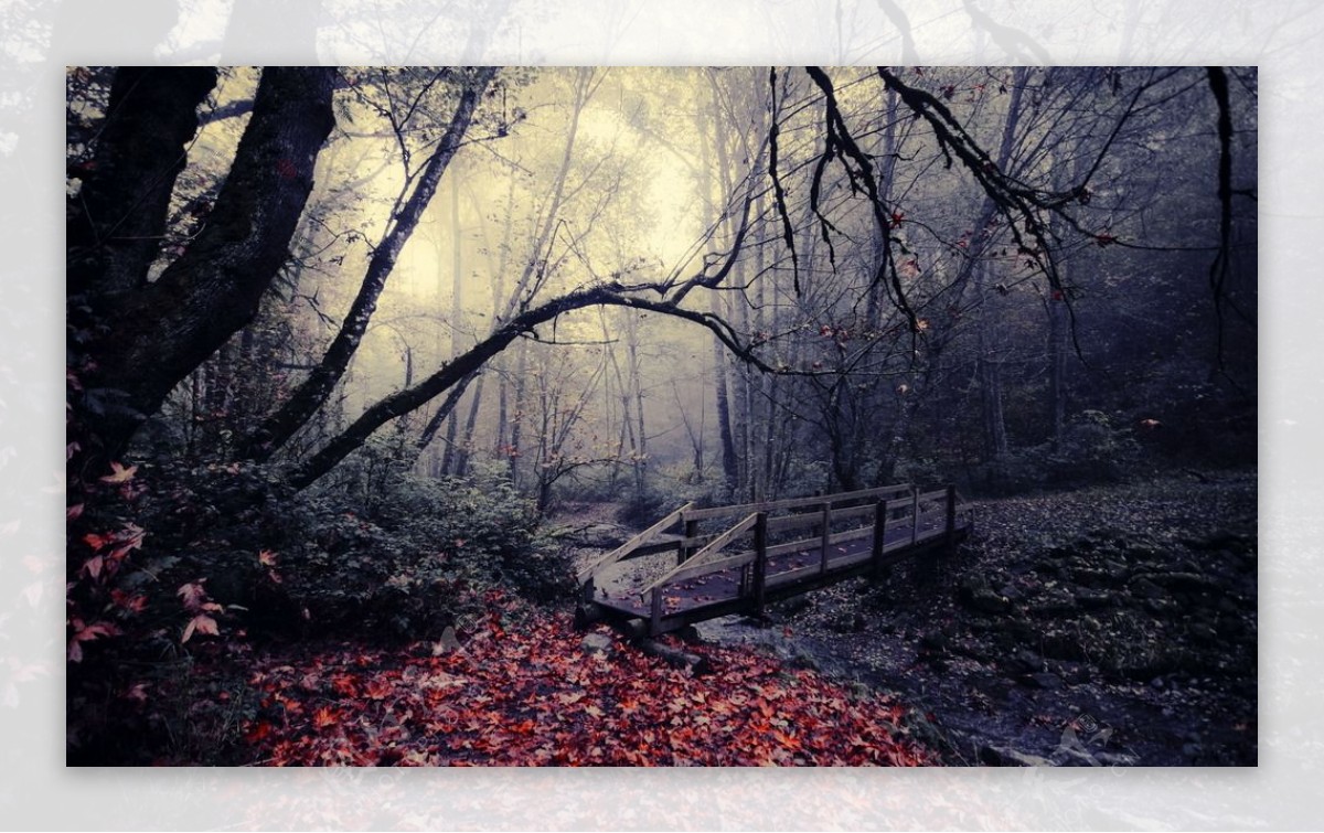 幽暗森林小桥图片