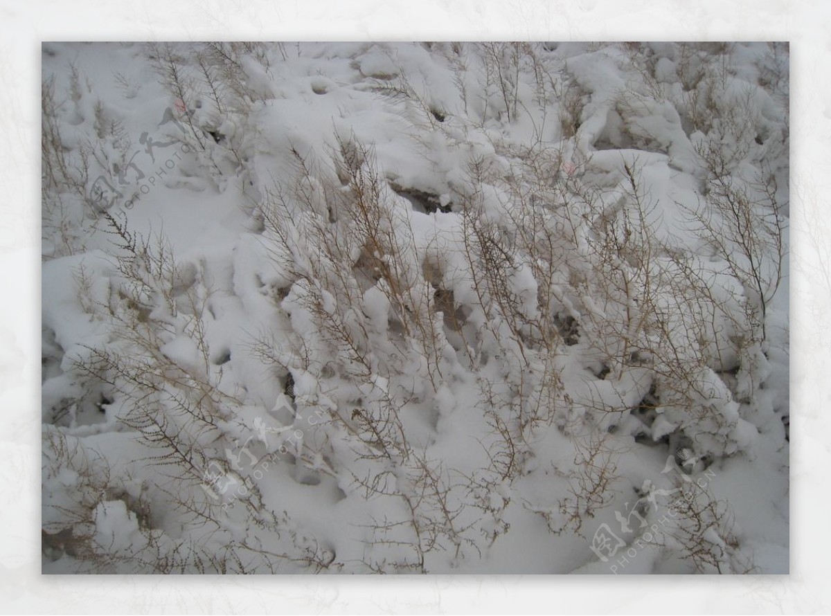 雪原图片