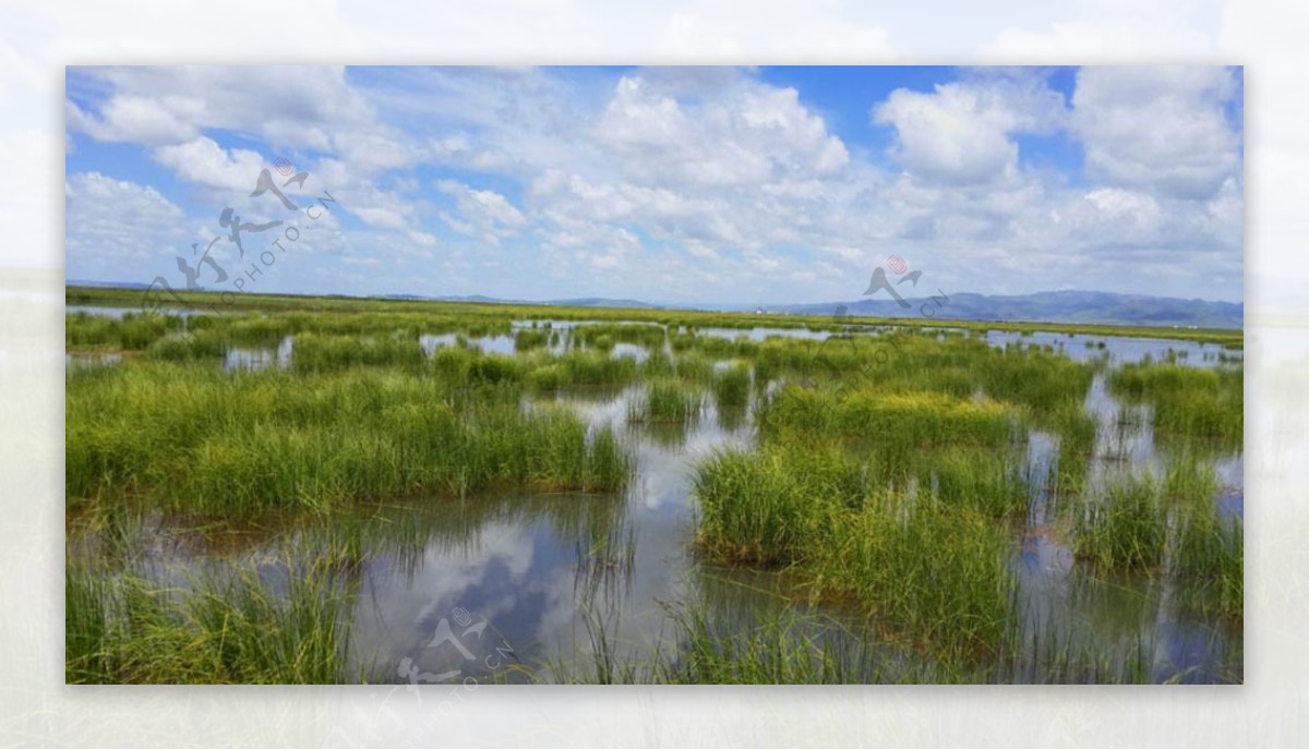 诺尔盖花湖湿地图片