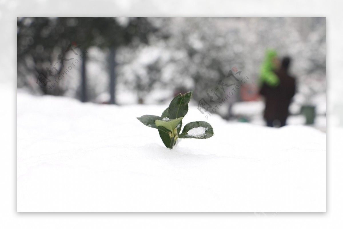 雪景图片