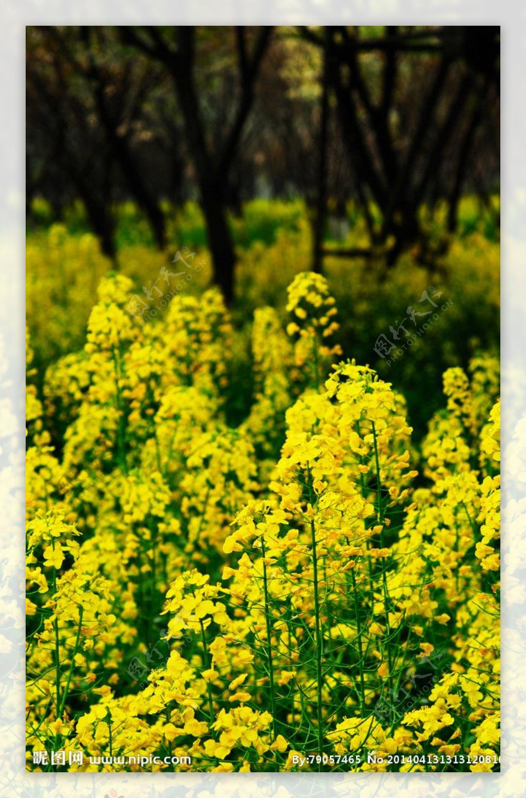 油菜花图片