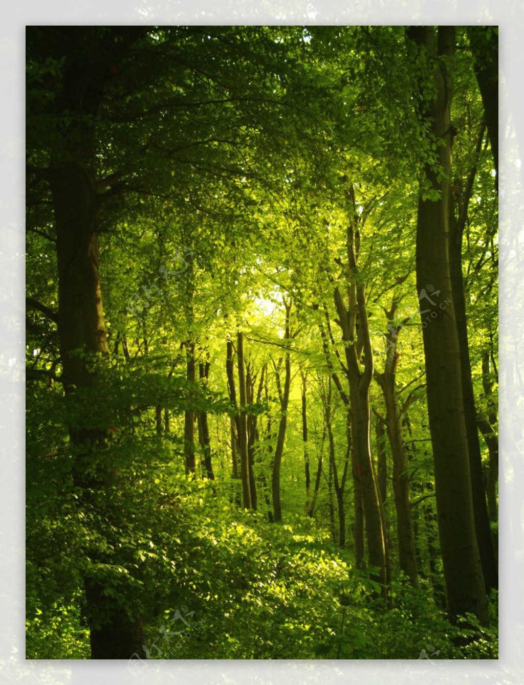 树林森林绿色图片