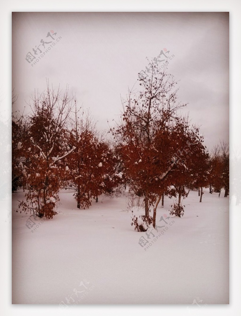 冬日里树与雪的舞曲图片