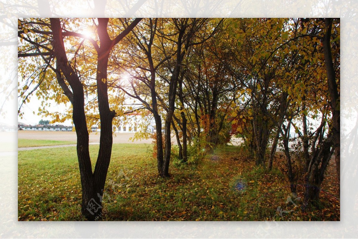 一中校园树林秋景图片