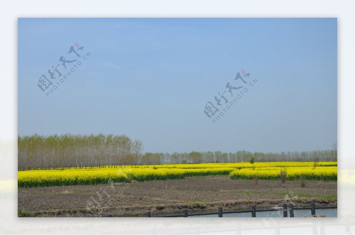 兴化油菜花图片