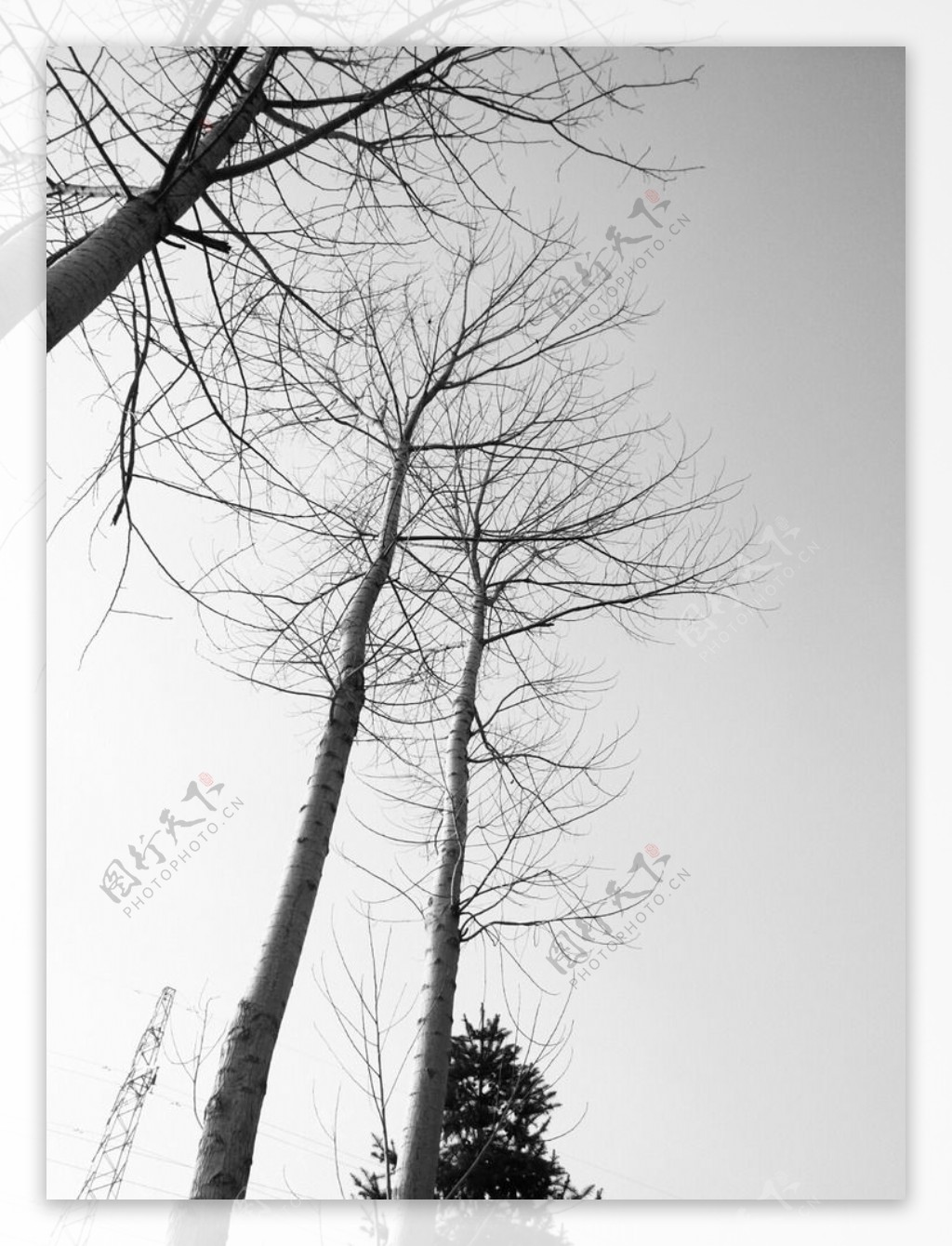 白杨树图片