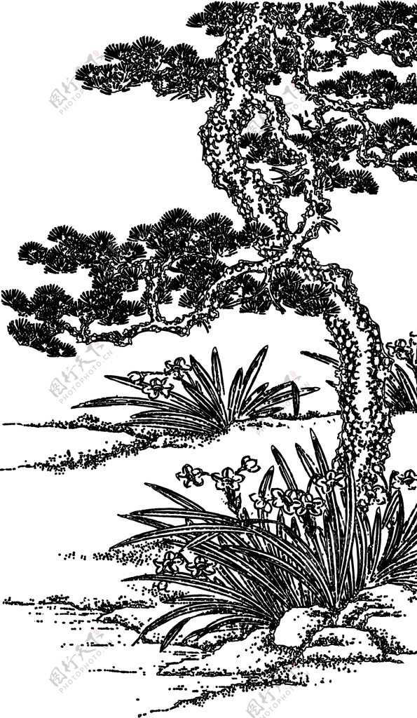 松树兰花矢量图图片