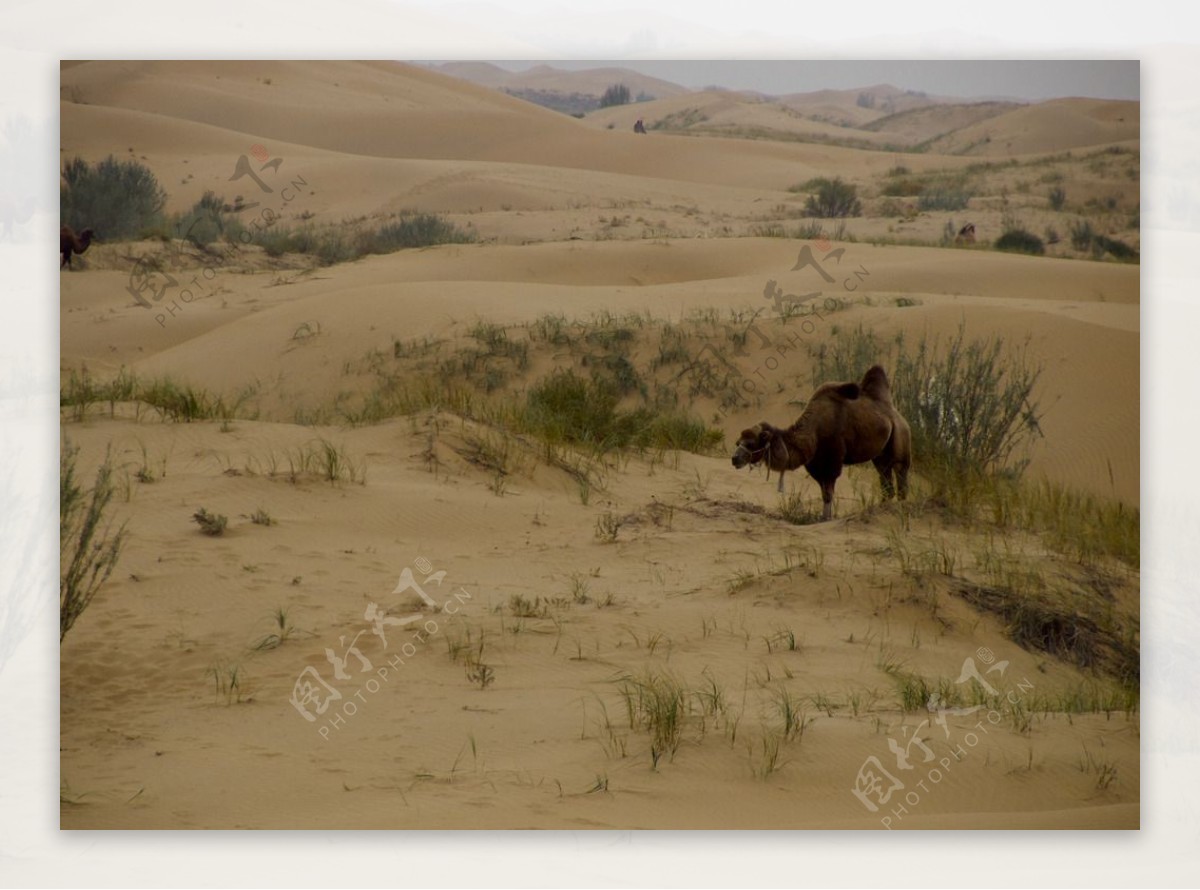 沙漠中的野骆驼图片