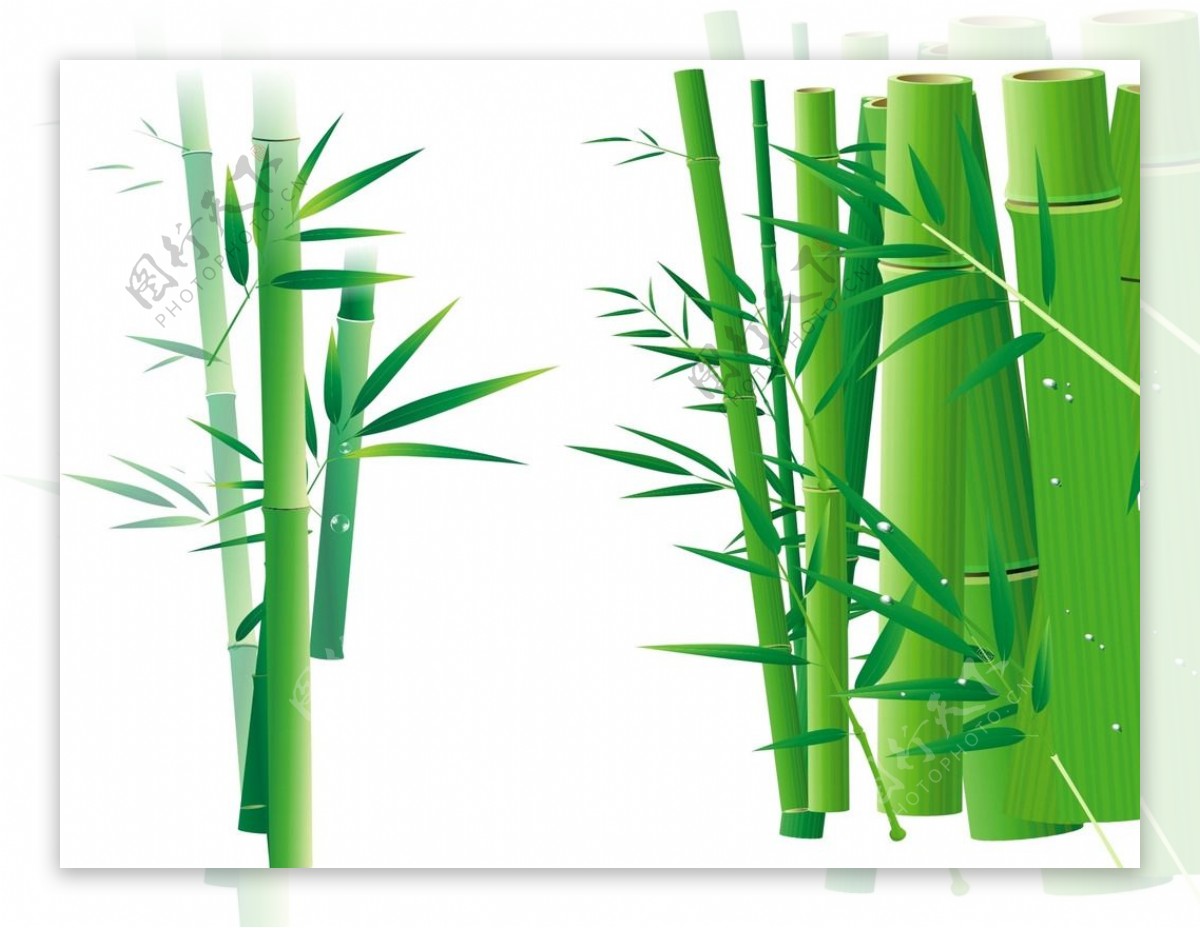 矢量竹子素材图片