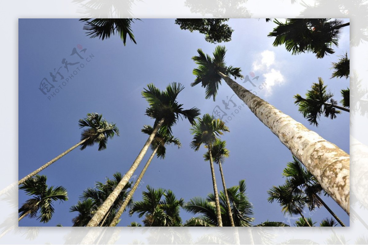 槟榔树图片