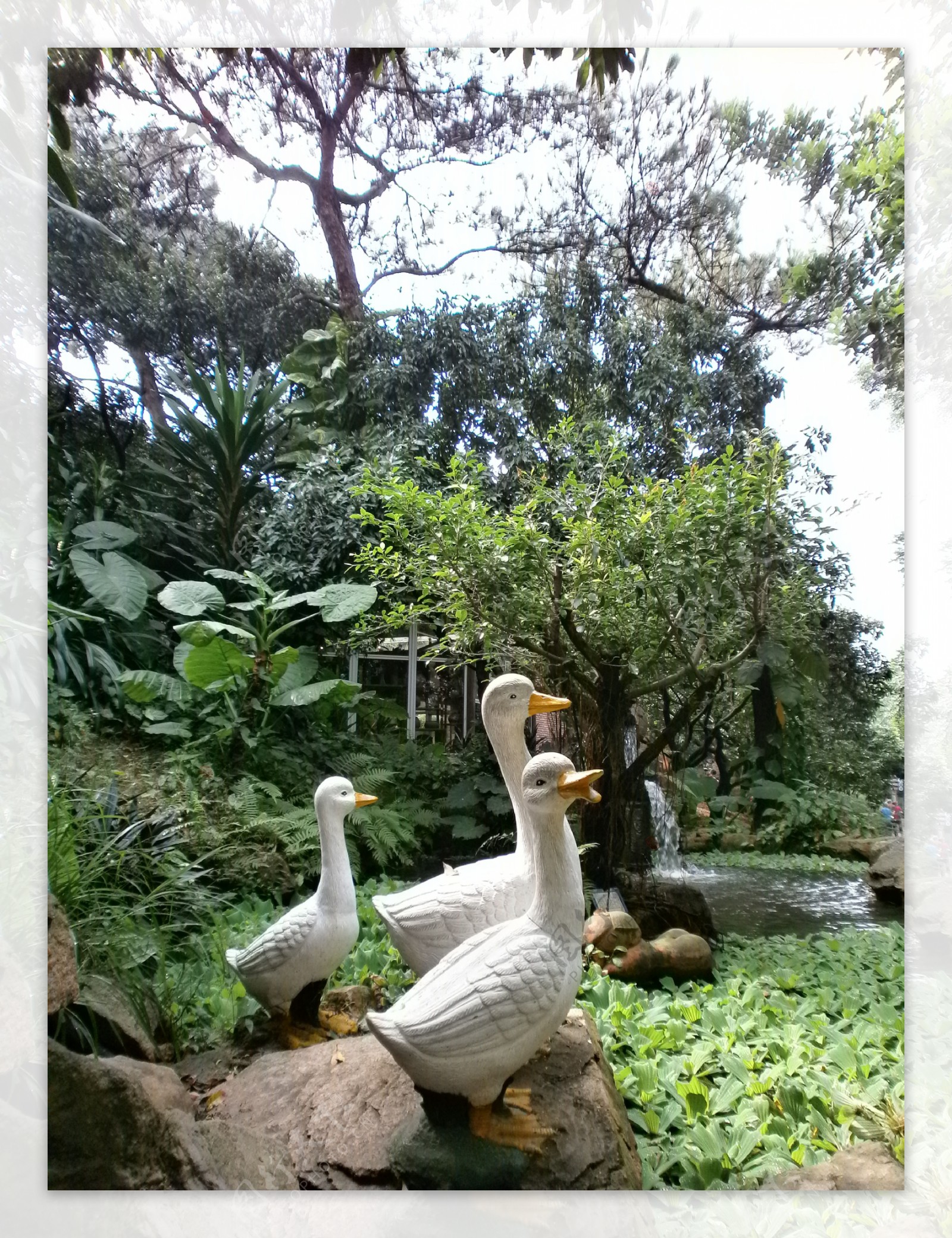 白天鹅雕塑品公园景图片