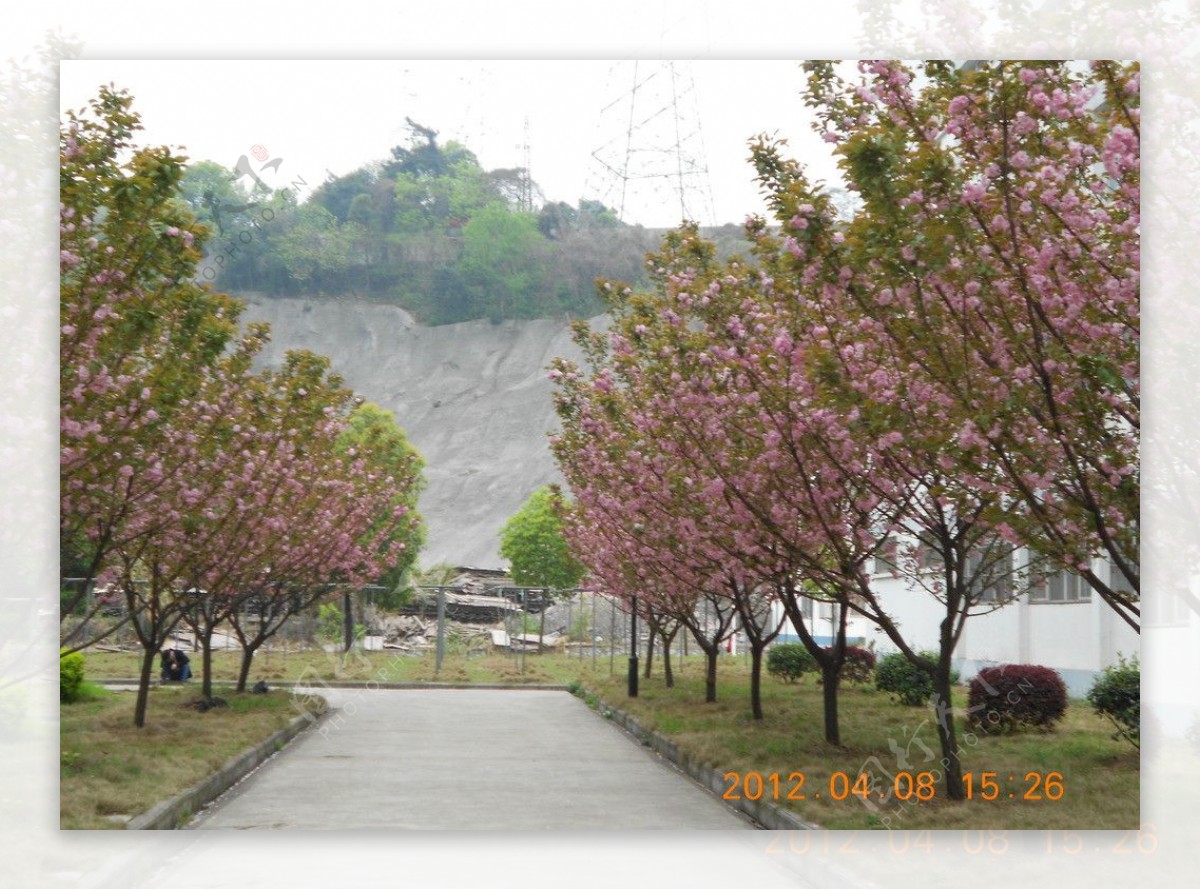 湖师樱花图片