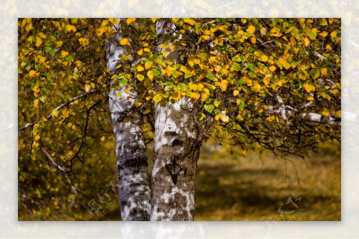 乌兰木统的秋天图片
