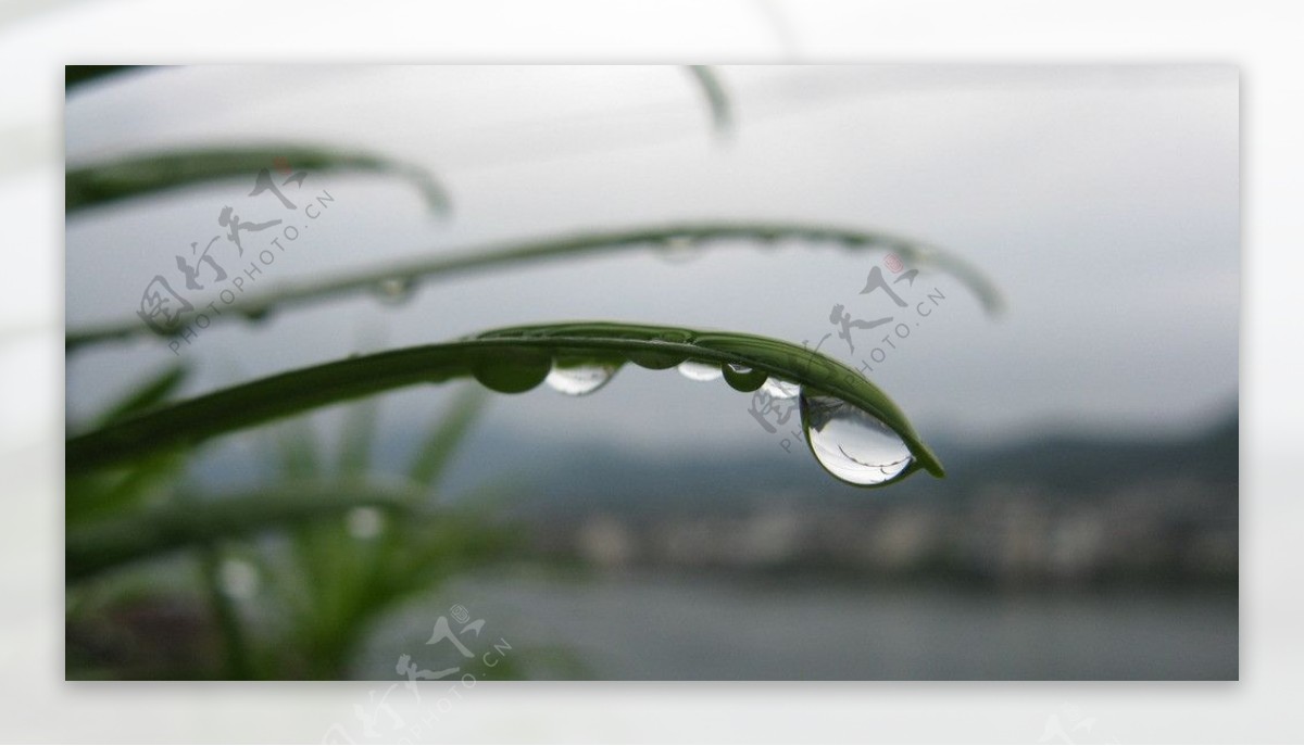 雨后露珠图片