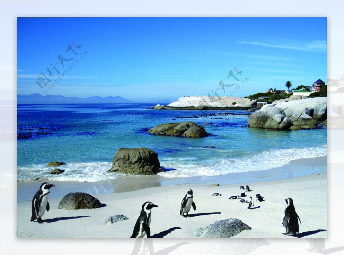 南非企鹅湾图片