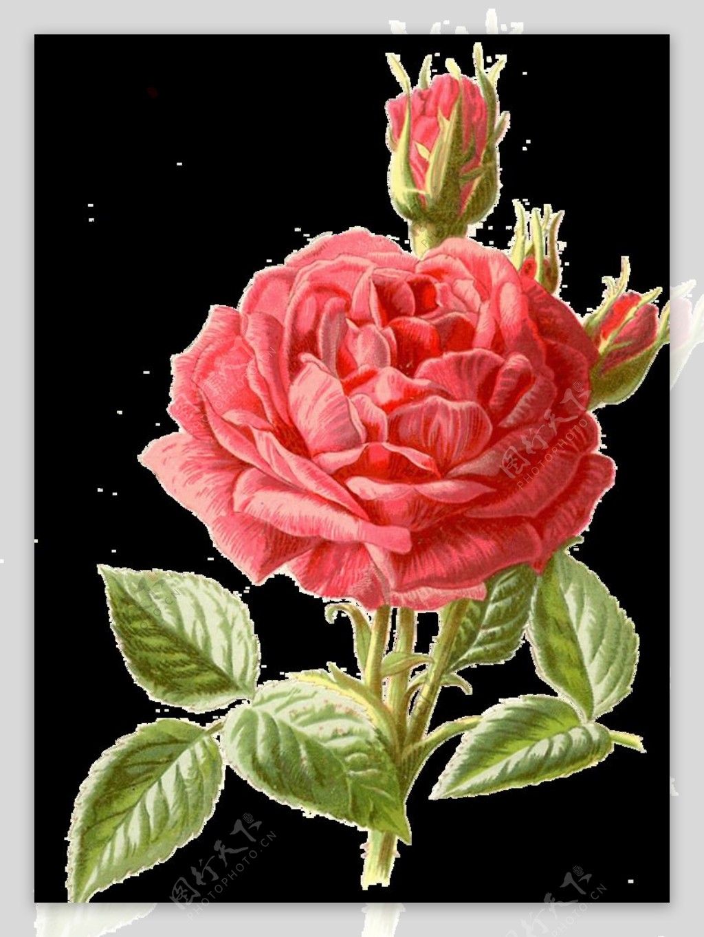 手绘粉红色蔷薇图片