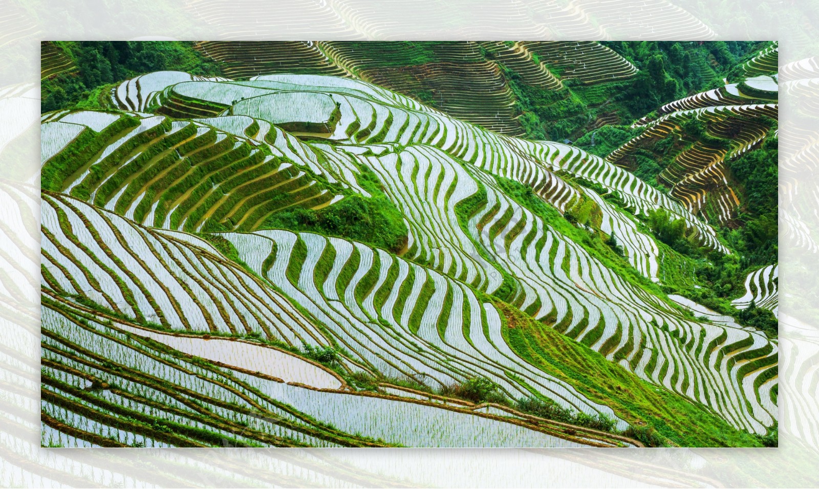 广西龙胜梯田图片