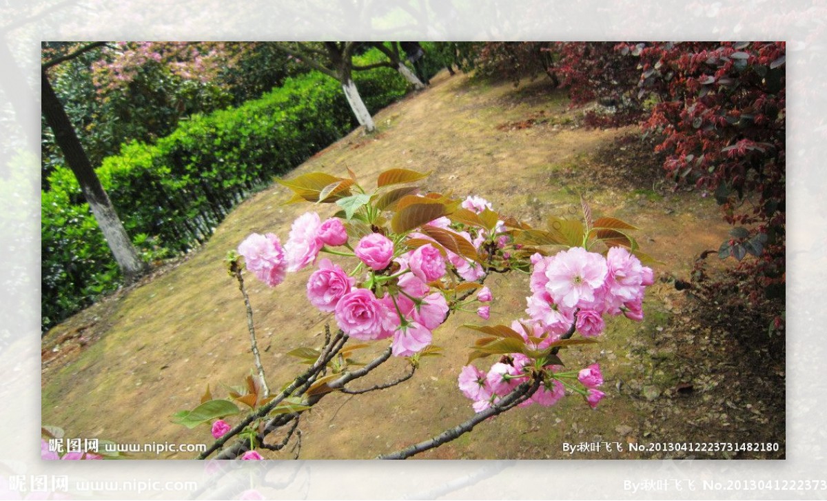 樱花园樱花图片