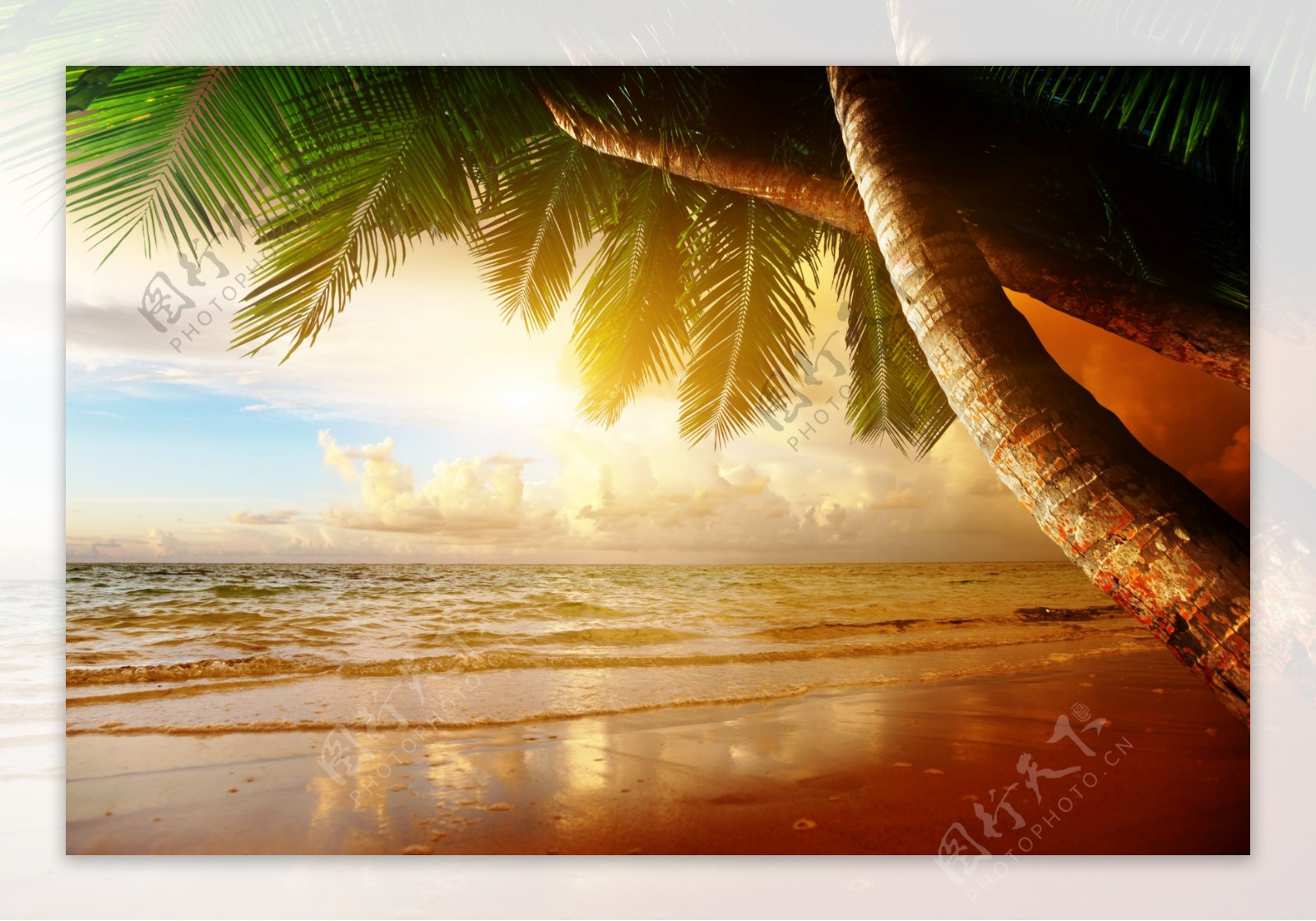 夕阳下的沙滩椰树图片