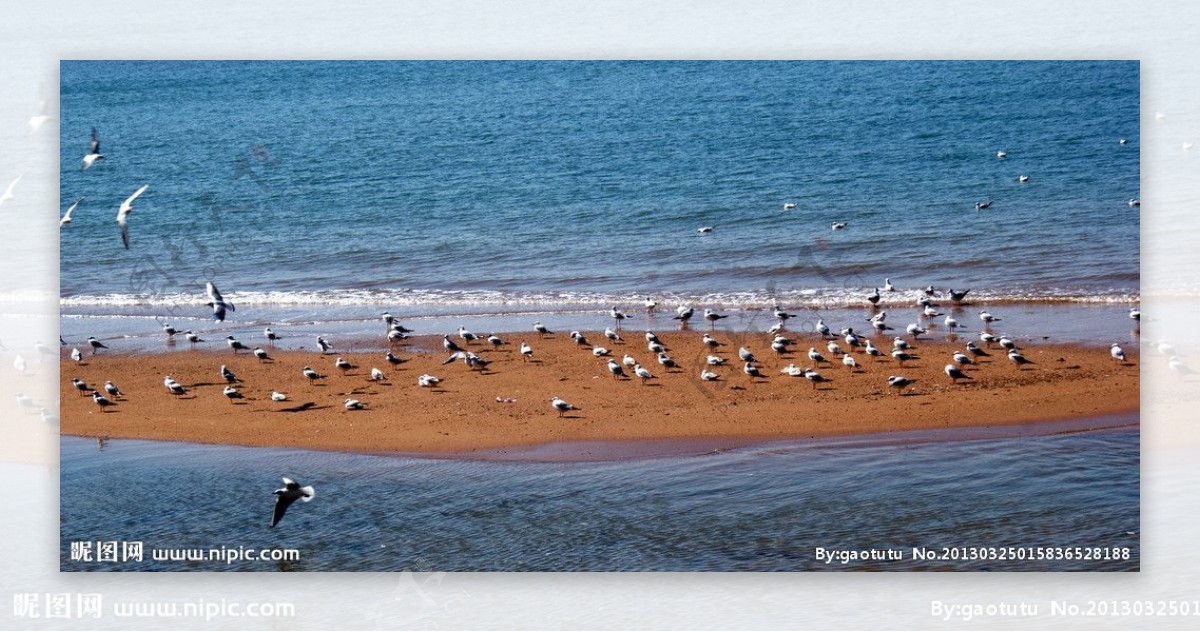 沙滩上的海鸥图片
