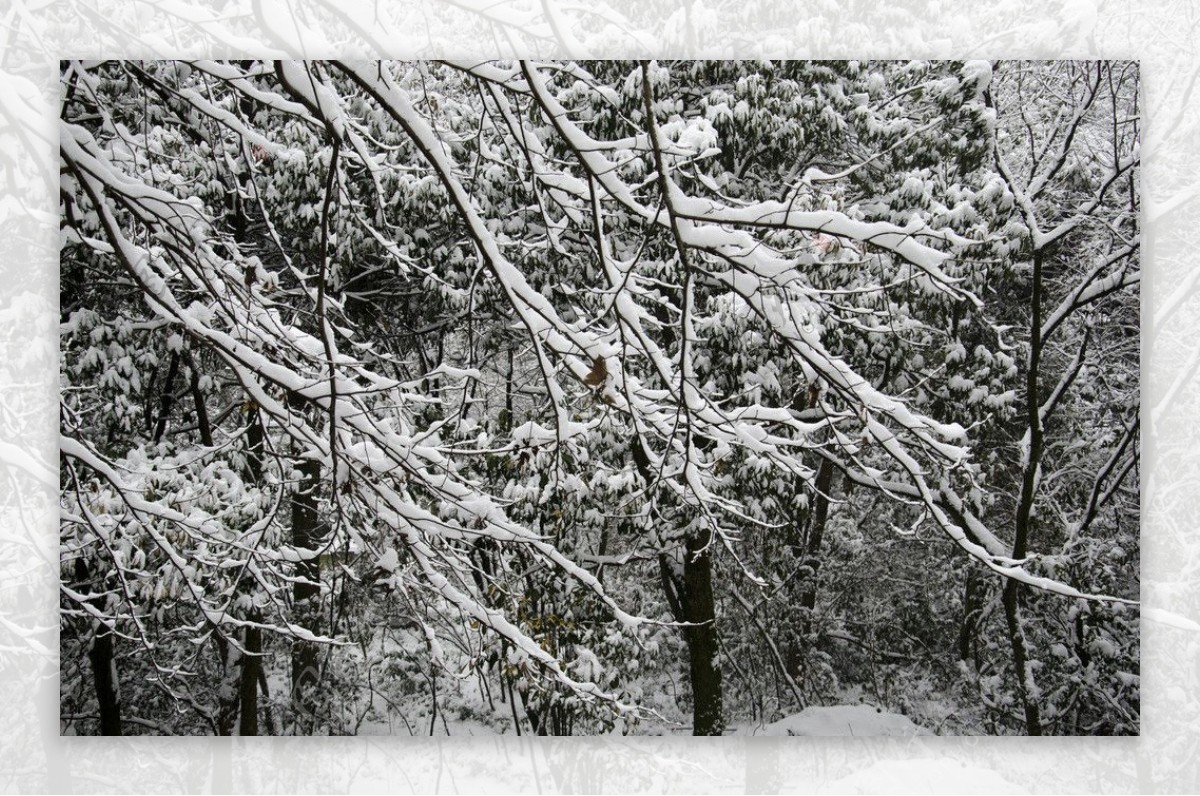 雪景图片