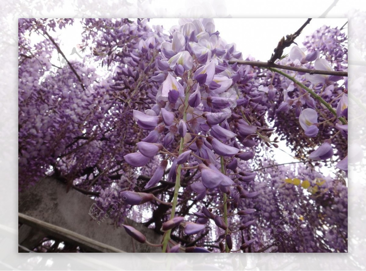 紫藤花海图片