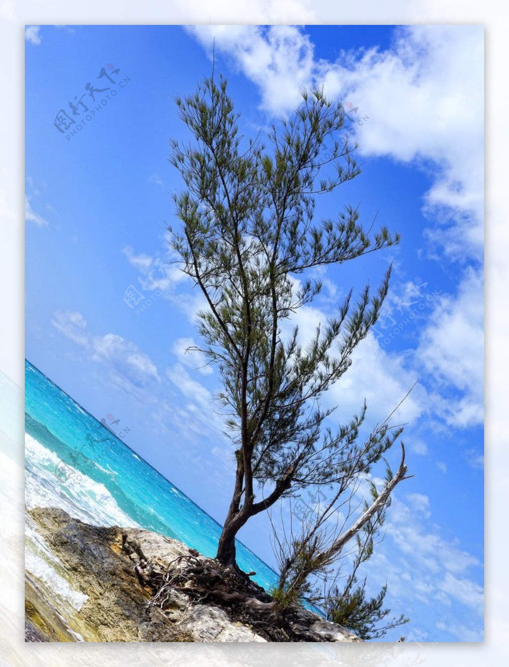 海岸树木图片