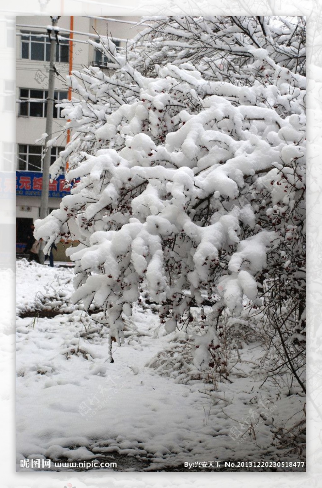 冬天树上雪挂图片